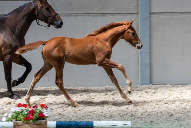 Pouliche by mylord carthago 4ans