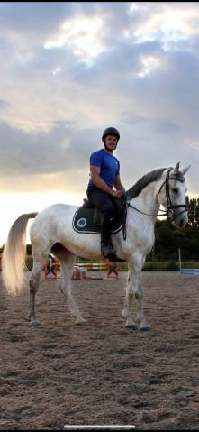  jument selle français – 7 ans – 163 cm – expérience co