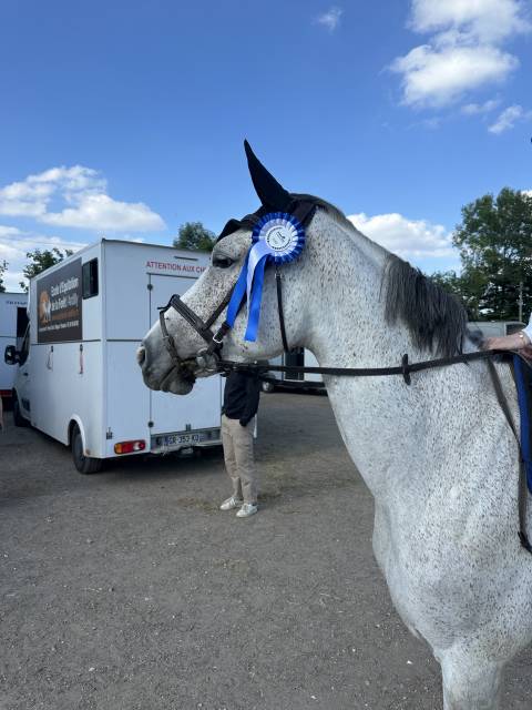  jument selle français – 7 ans – 163 cm – expérience co