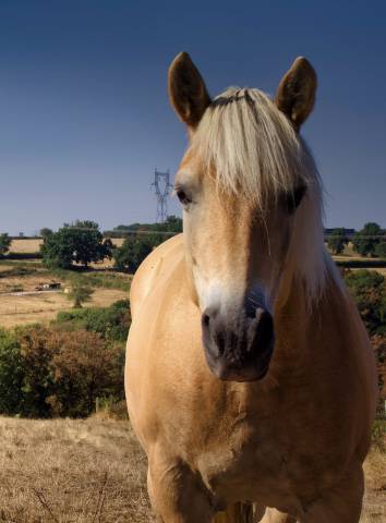 Jument haflinger à vendre 
