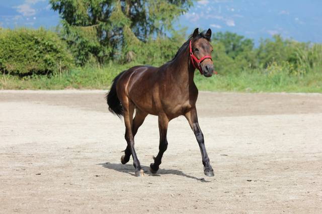 Poney d 2 ans