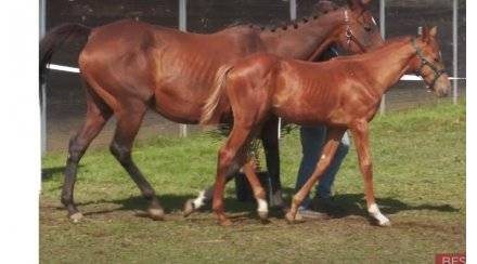Poulinière aqps pleine