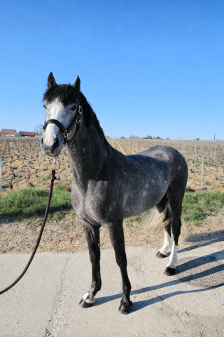 à vendre poney 