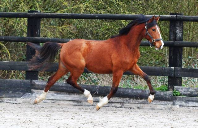 Jument dressage 2 ans