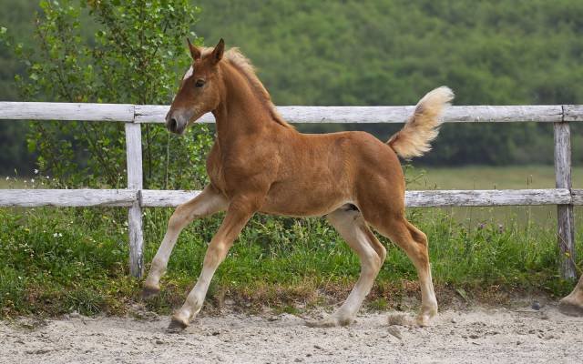 Superbe pouliche ibérique baroque bai silver
