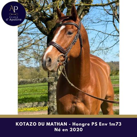 6 ans env 1m73 magnifique cheval pour très bonne maison