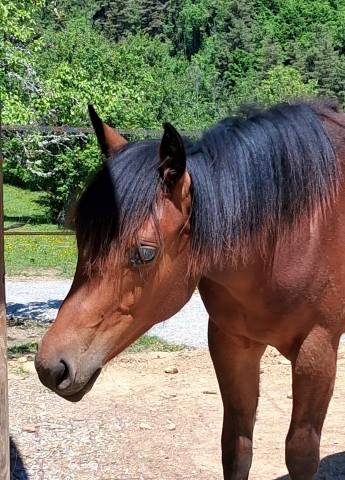 Pouliche quarter horse pp 2024