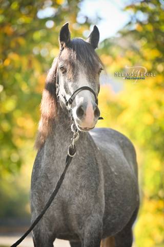 Poney d'enfant typé sport/loisir 