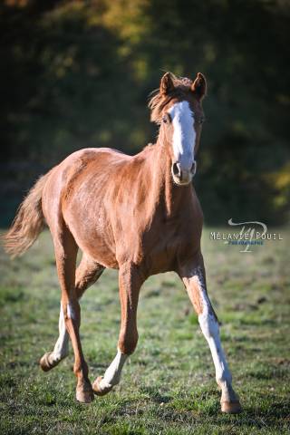 Poney d/hc typé sport/loisir 