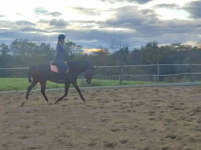 A louer anglo arabe 6 ans 