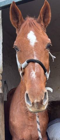 Cheval maître d’école