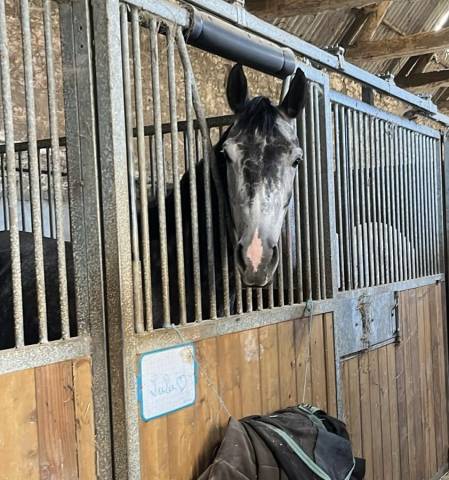 Haras dans l’orne 