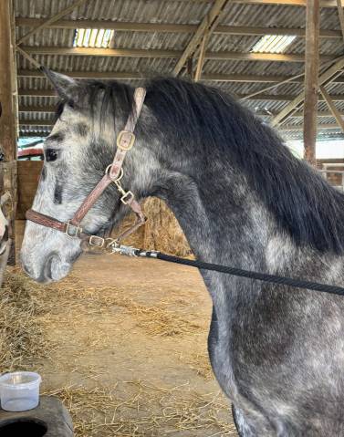 Wasabi : étalon pp pour saillies <3000€