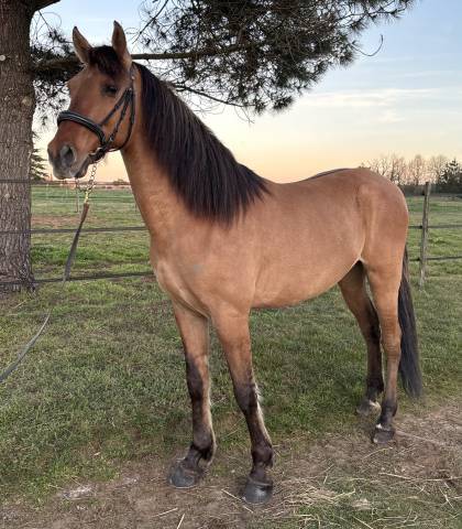 Cruzado 8 ans hongre