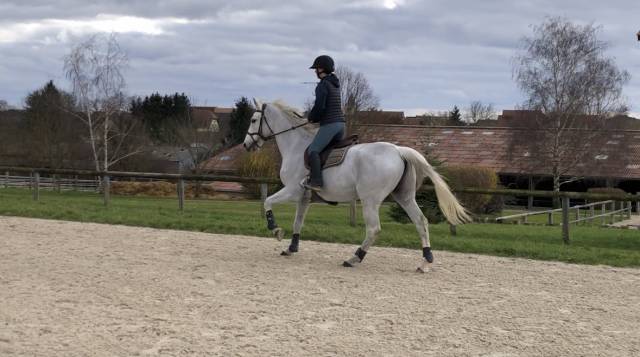 Hongre pour pré retraite/compagnie