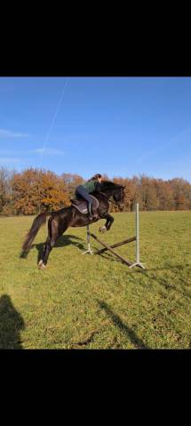 Jument sf 1m66 - riverland 