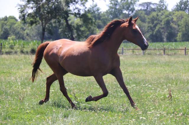 Jument / poulinière