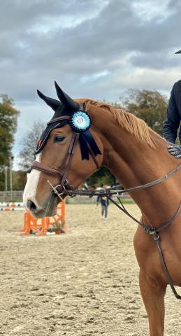 A vendre jument selle français 