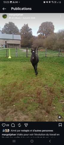 Onc méren/percheron 4 ans