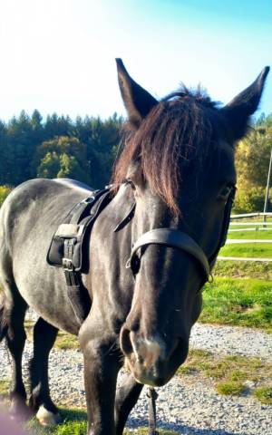 Onc méren/percheron 5 ans