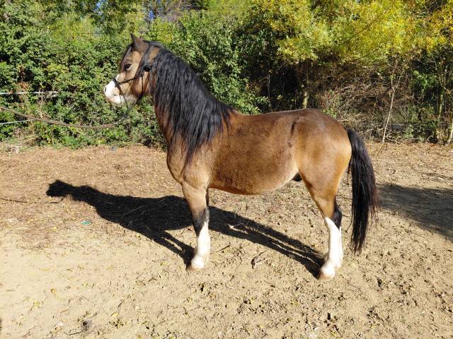 Poney welsh a pp hongre - 6 ans