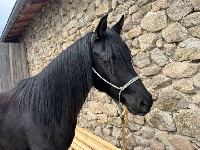 Mériré de florée : saillie par étalon pur-sang arabe noir homozygote