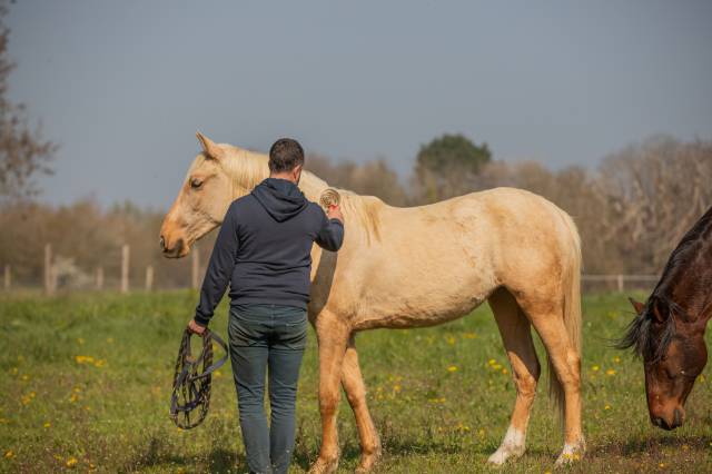 Pouliche pure race espagnole 