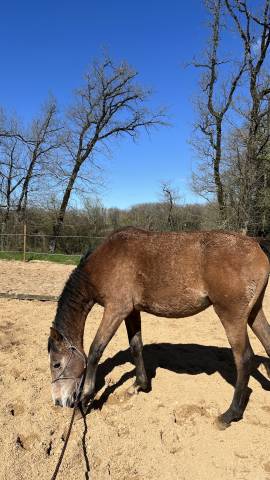 Poulain psa 2 ans entier