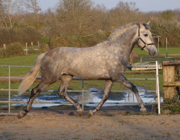 Entier pre très chic 