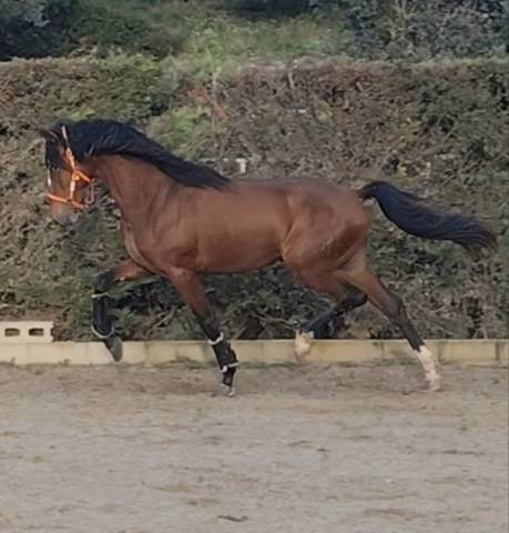 Cheval pre allure classique 