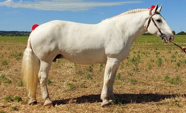 Poulinière percheron