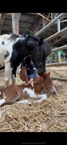Petite ponette très attachante 