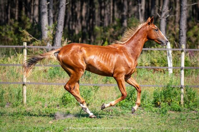 Mâle sportif de 3 ans