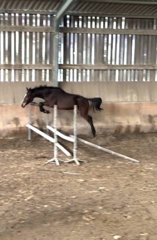 Selle français origine cso 2 ans