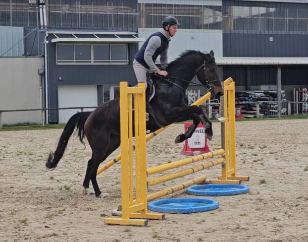 Jument de 4 ans selle français