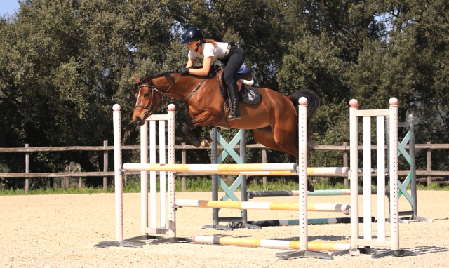 Belle jument de sport par flipper d'elle