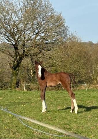 Poulain de l'année par itoki de riverlande 