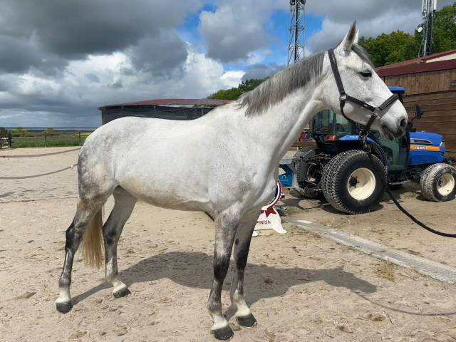 à vendre : jument de 10 ans 