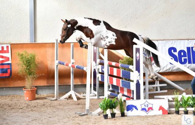 Idéal combe aux loups  : idéal combe aux loups : saillie cso top origines