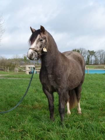 Welsh mountain pony 