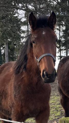 Trotteur français par ducato bourbon
