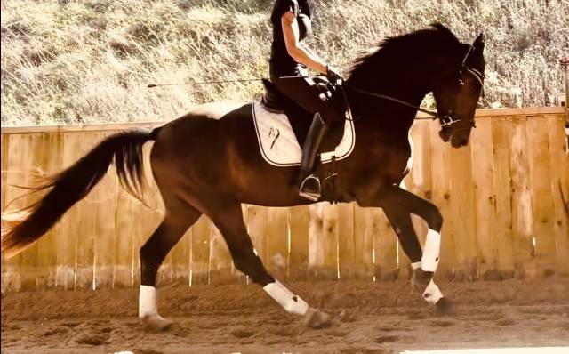 Hongre kwpn dressage