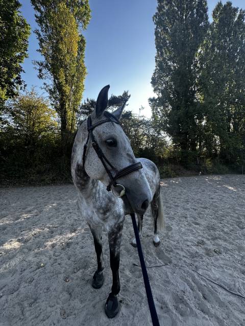 ✨ good news de meslay ✨