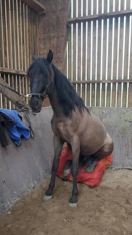 Magnifique pure race espagnol