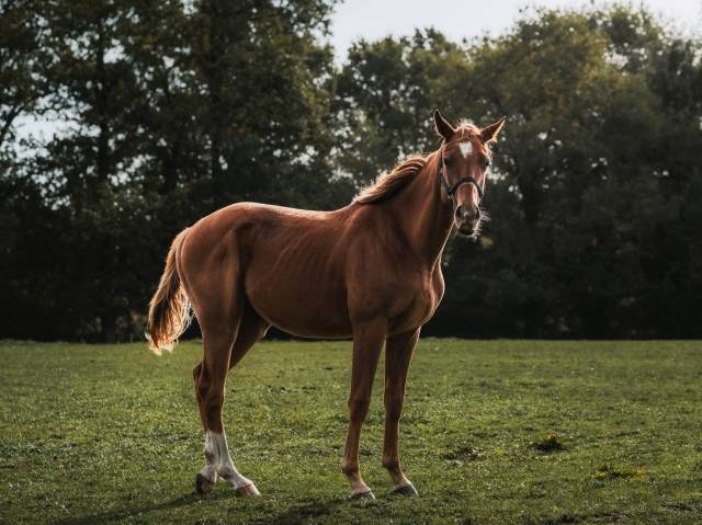 Hongre oc papiers sport 2 ans