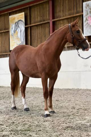 Pouliche de 3 ans joli modèle 