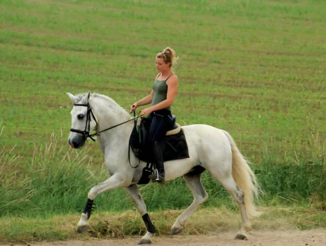 Pension travail - éducation - débourrage