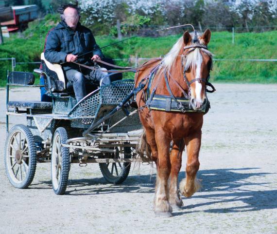 Jument comtoise pp débourrée attelée et montée