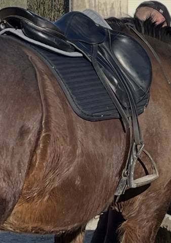 Selle monoquartier forestier ilium 17,5