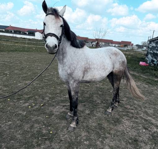 Poney d sport 
